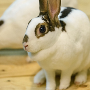 A small white bunny with brown and grey splotches